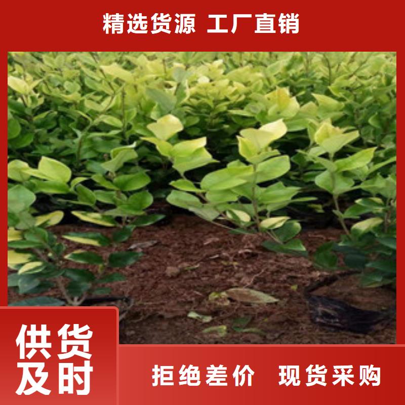 宿根花卉柳葉馬鞭草/薰衣草定制批發(fā)