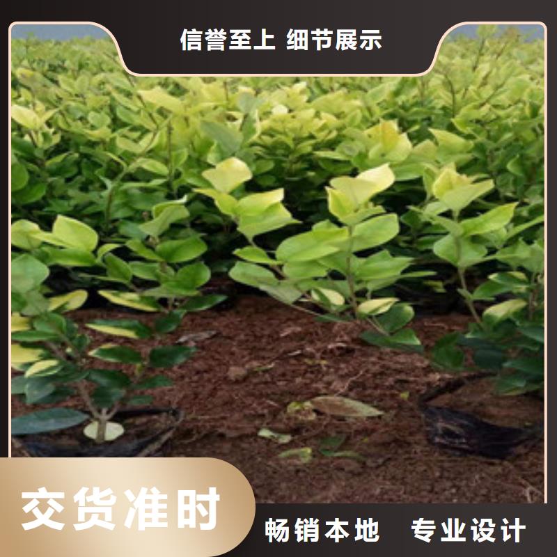 宿根花卉觀賞草/蒲葦狼尾草快捷的物流配送