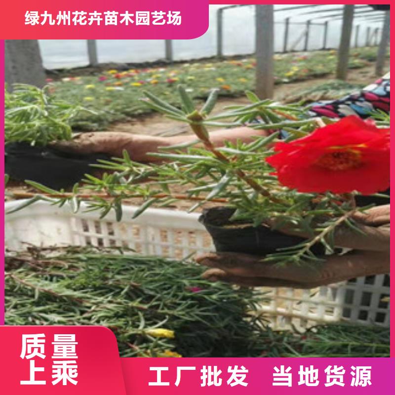 宿根花卉柳叶马鞭草/薰衣草支持非标定制