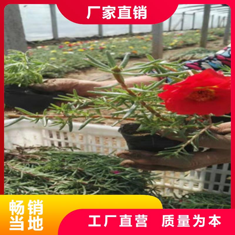 宿根花卉,時令花卉/綠化草花價格現(xiàn)貨直供