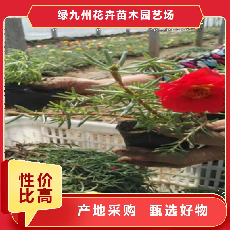 宿根花卉柳葉馬鞭草/薰衣草定制批發(fā)