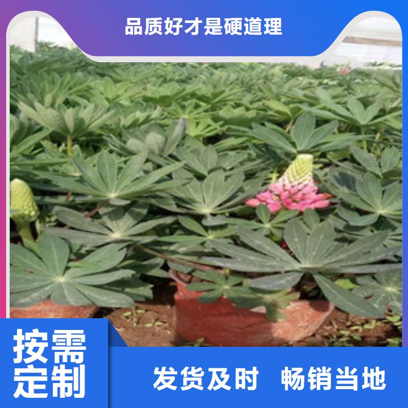 宿根花卉柳葉馬鞭草/薰衣草定制批發(fā)
