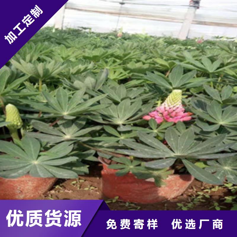 宿根花卉_時令花卉/綠化草花價格用品質(zhì)贏得客戶信賴