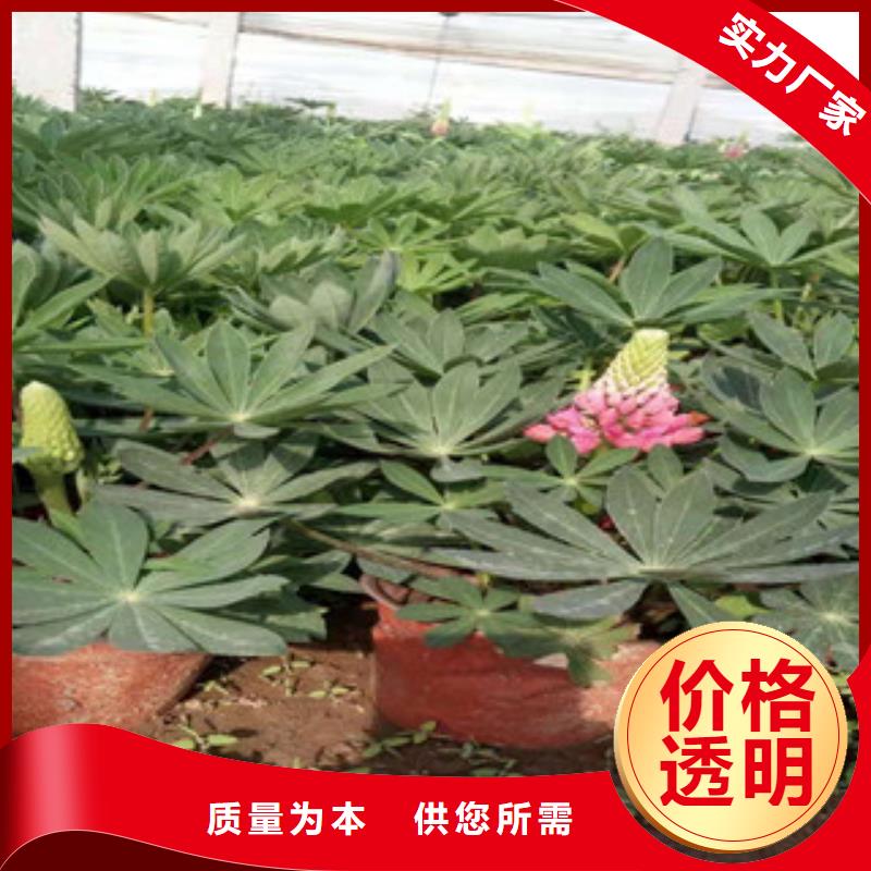 宿根花卉五一国庆草花批发无中间商厂家直销