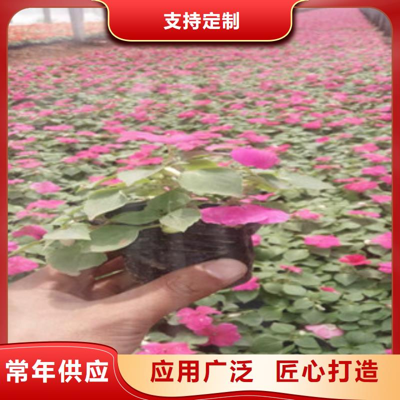 宿根花卉水生植物/荷花睡莲品质做服务
