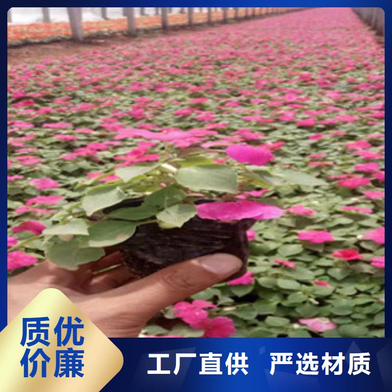 宿根花卉柳葉馬鞭草/薰衣草定制批發(fā)