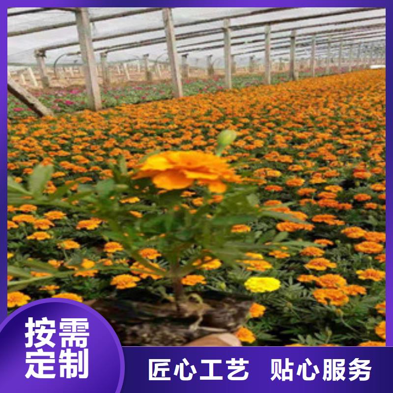 宿根花卉,耐寒耐旱草花基地品質(zhì)之選