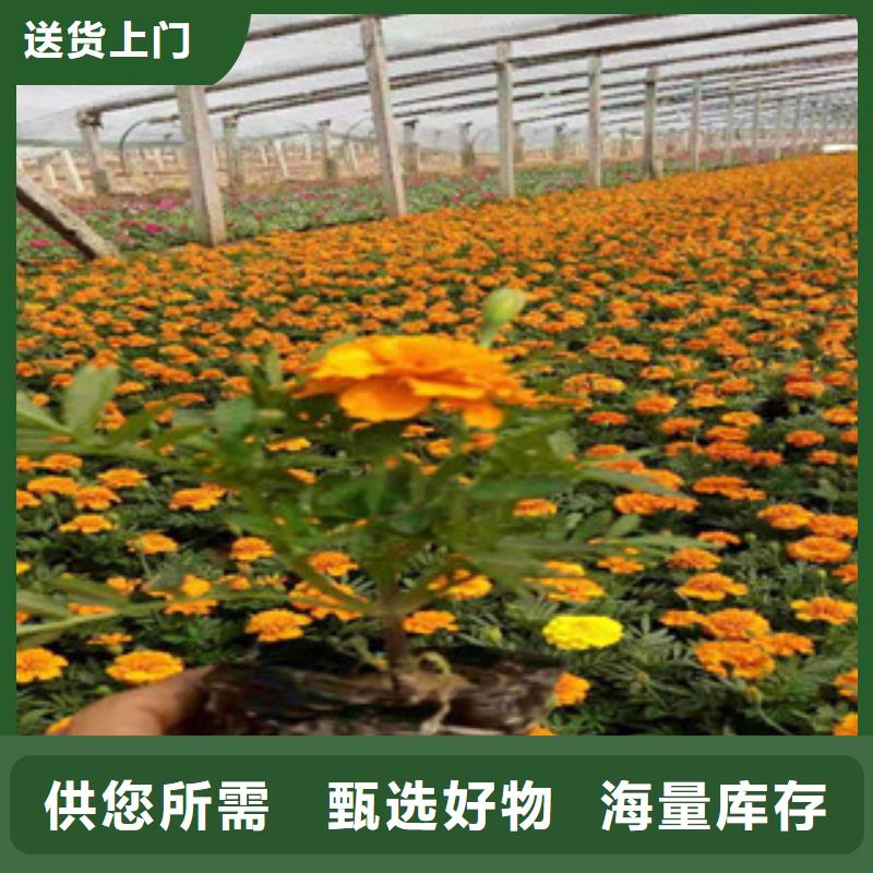 宿根花卉,時令花卉/綠化草花價格現(xiàn)貨直供