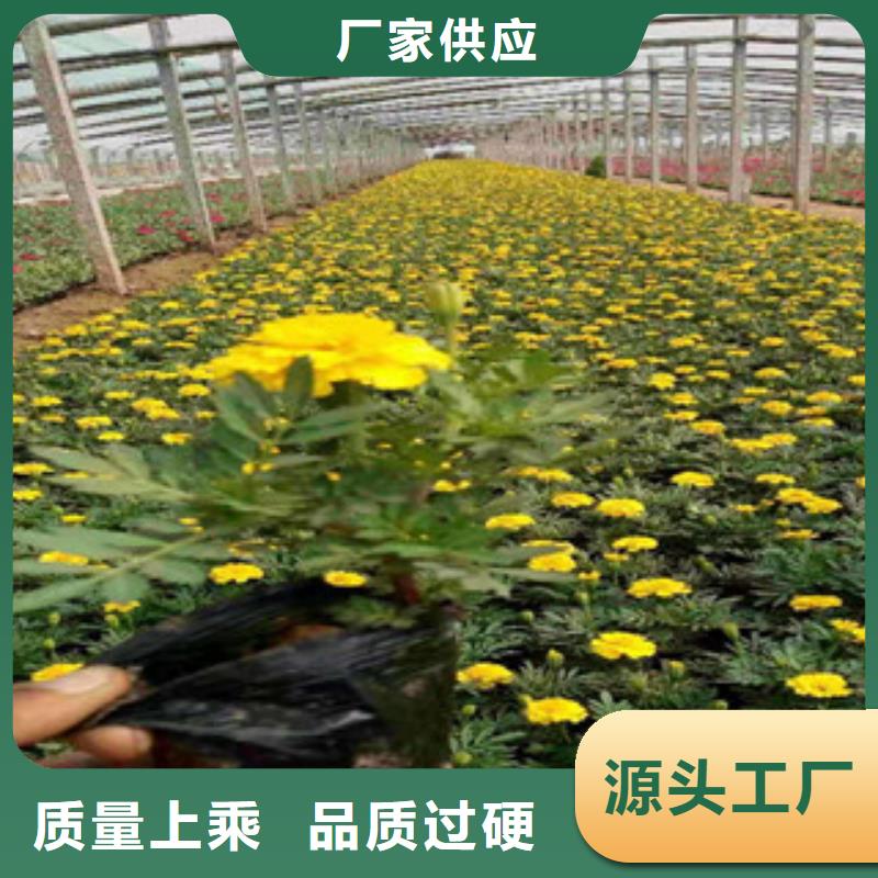 宿根花卉柳葉馬鞭草/薰衣草源廠定制