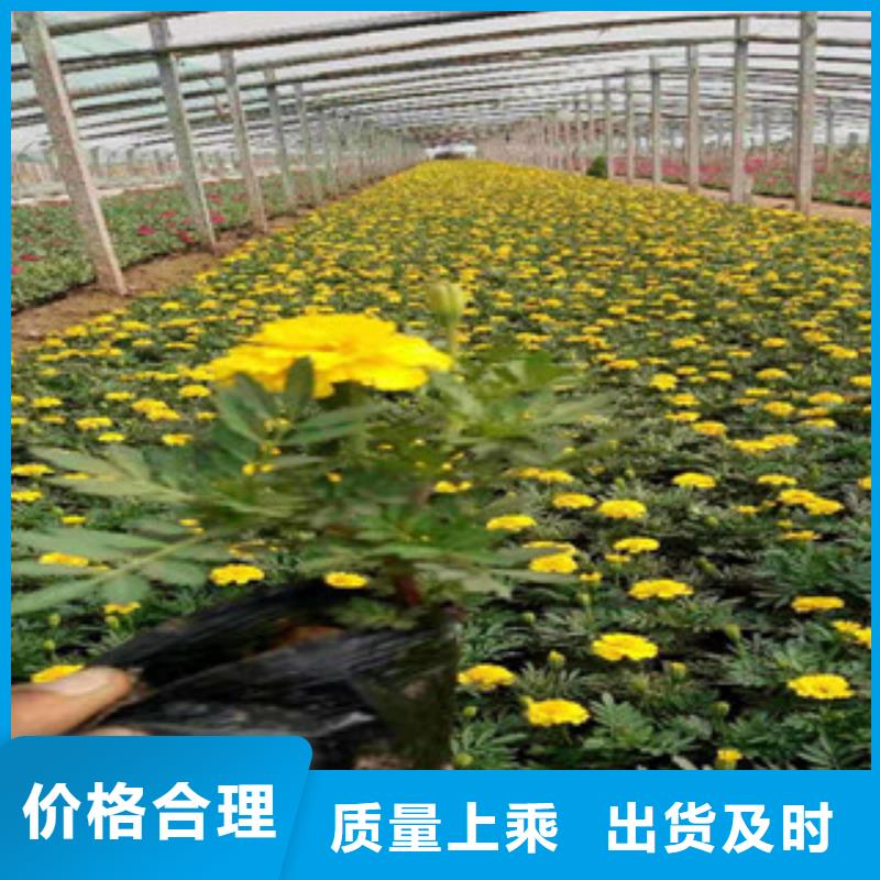 宿根花卉,時令花卉/綠化草花價格現(xiàn)貨直供