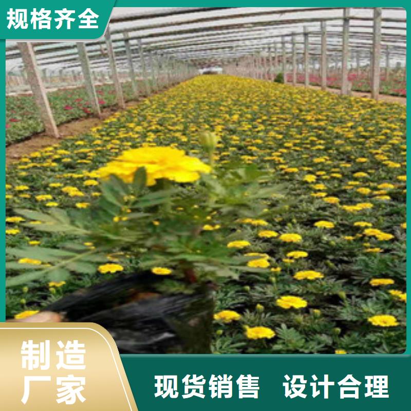 宿根花卉,耐寒耐旱草花基地品質(zhì)之選