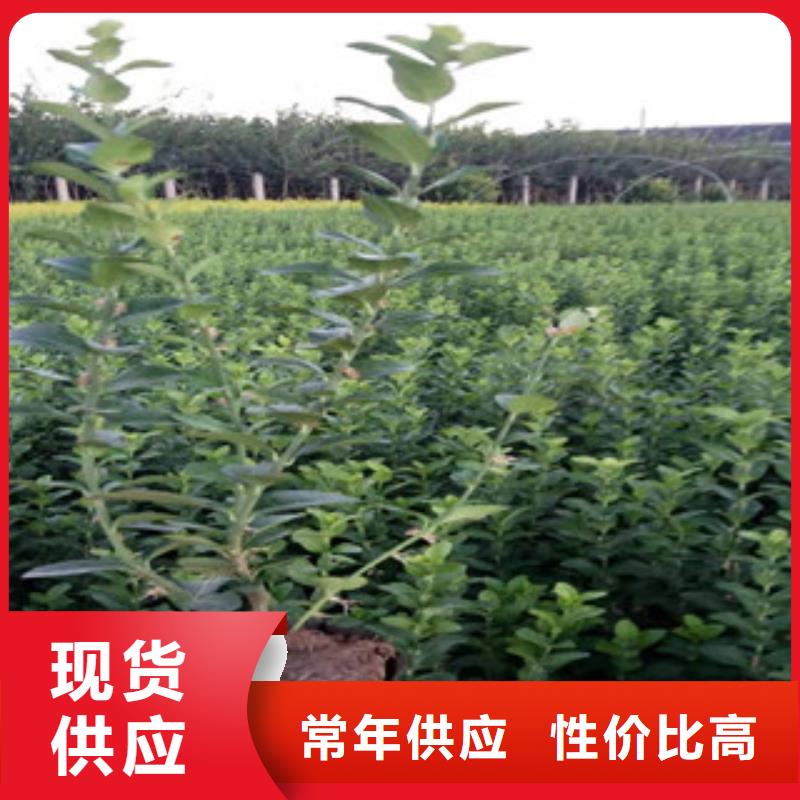 宿根花卉,時令花卉/綠化草花價格現(xiàn)貨直供