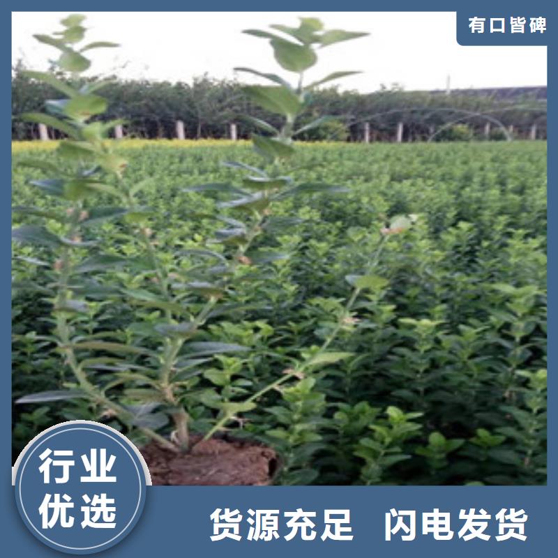 宿根花卉,時令花卉/綠化草花價格現(xiàn)貨直供