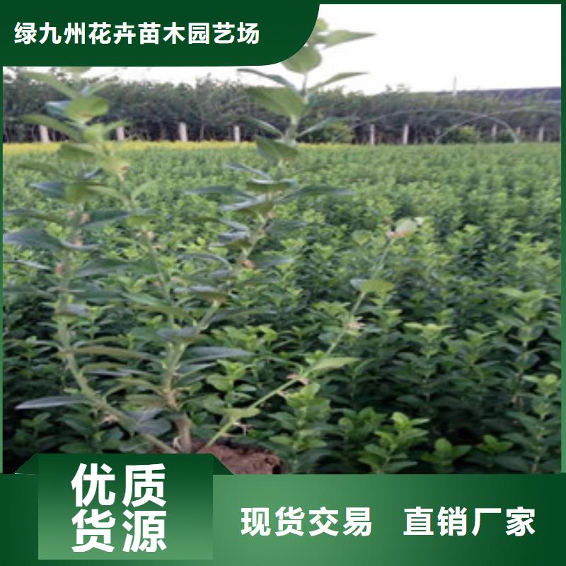 宿根花卉-觀賞草/蒲葦狼尾草品質(zhì)服務(wù)誠信為本