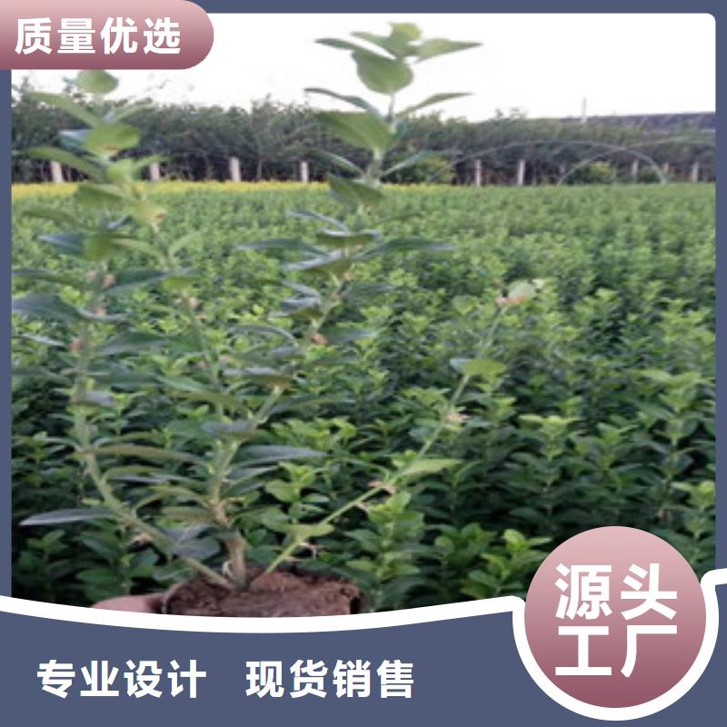 宿根花卉五一國(guó)慶草花批發(fā)實(shí)拍展現(xiàn)