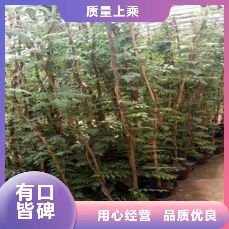 宿根花卉耐寒耐旱草花基地生產(chǎn)安裝