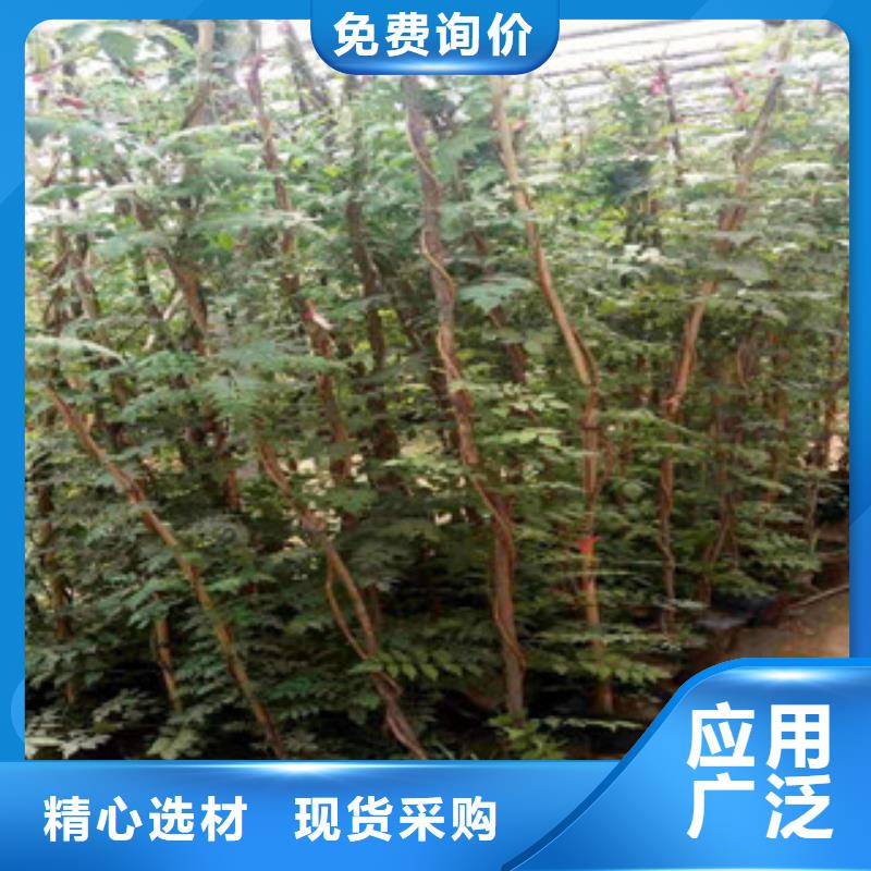 宿根花卉,時令花卉/綠化草花價格現(xiàn)貨直供