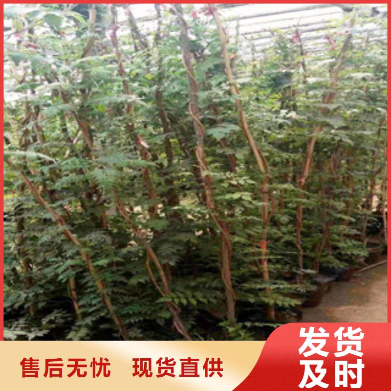 宿根花卉柳葉馬鞭草/薰衣草源廠定制