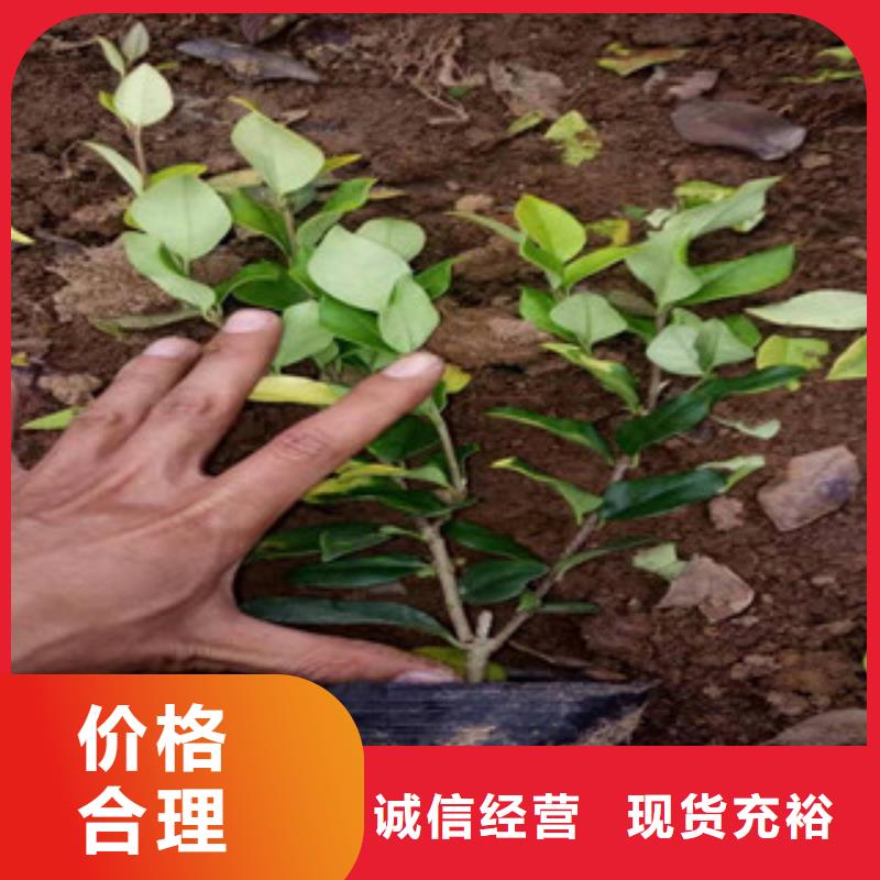 宿根花卉-觀賞草/蒲葦狼尾草品質(zhì)服務(wù)誠信為本