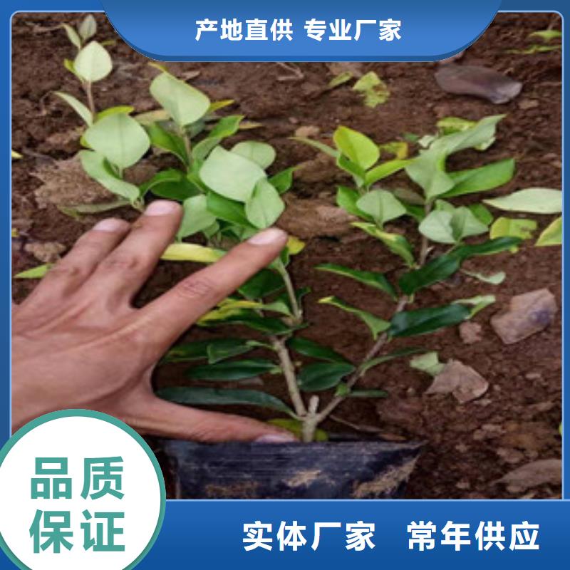 宿根花卉五一國(guó)慶草花批發(fā)實(shí)拍展現(xiàn)