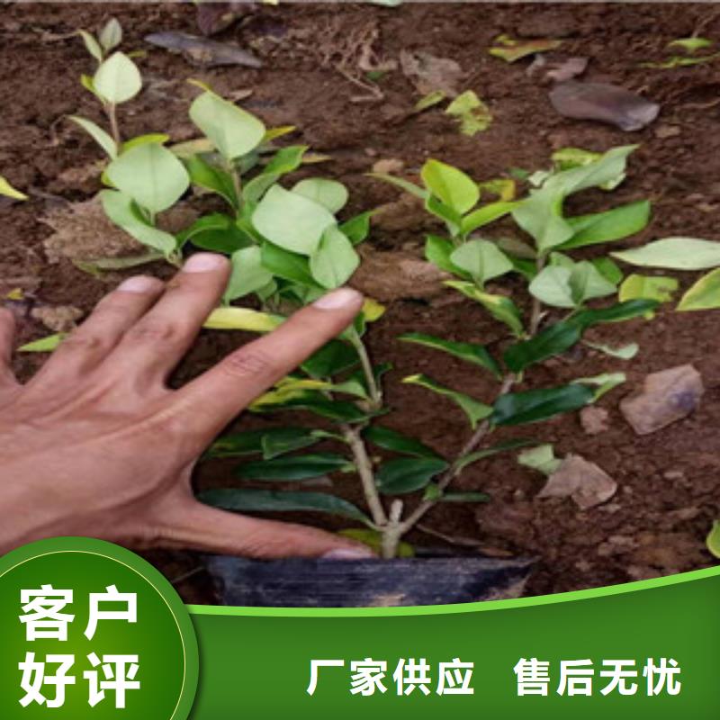 宿根花卉,時令花卉/綠化草花價格現(xiàn)貨直供