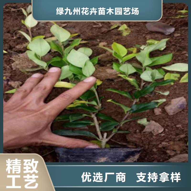 宿根花卉,時令花卉/綠化草花價格現(xiàn)貨直供