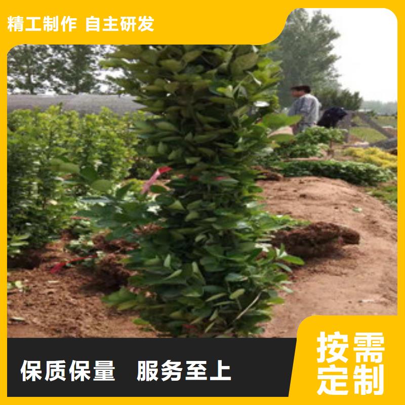 宿根花卉,時令花卉/綠化草花價格現(xiàn)貨直供