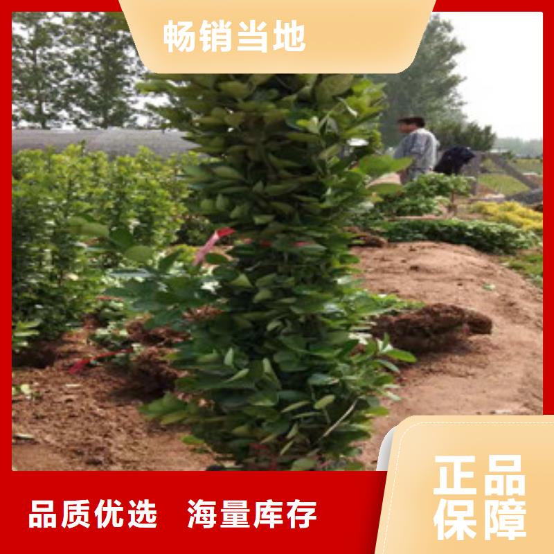 宿根花卉,時令花卉/綠化草花價格現(xiàn)貨直供