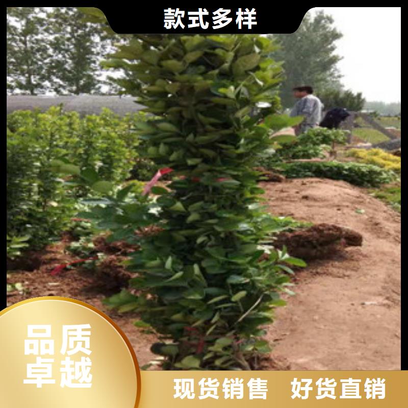 宿根花卉,耐寒耐旱草花基地品質(zhì)之選