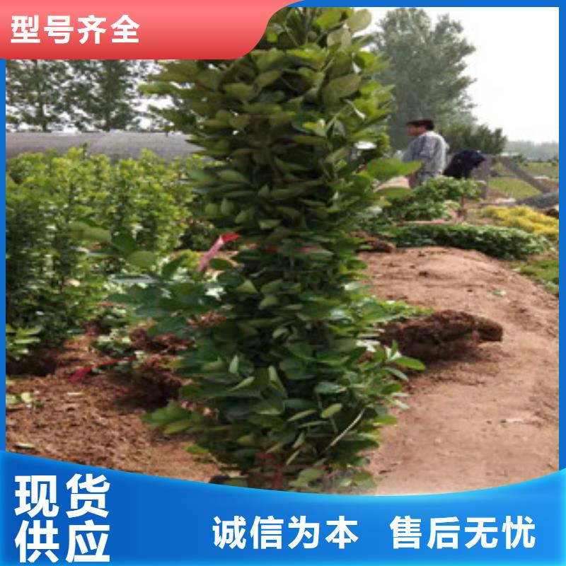 宿根花卉,時令花卉/綠化草花價格現(xiàn)貨直供