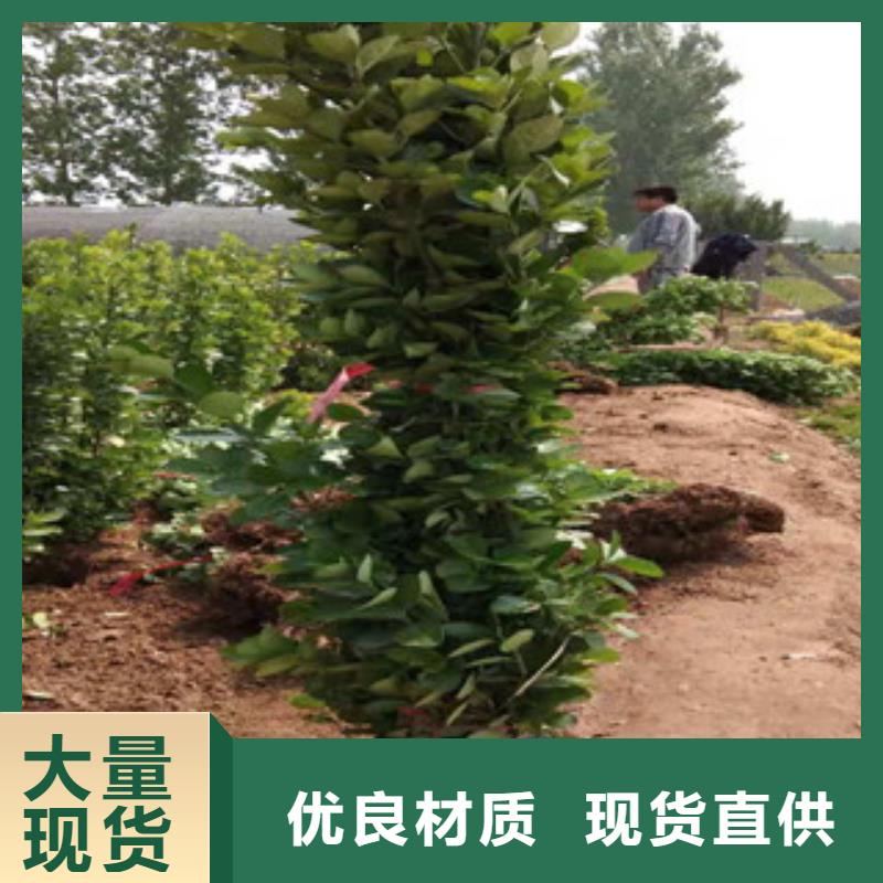 宿根花卉-觀賞草/蒲葦狼尾草品質(zhì)服務(wù)誠信為本