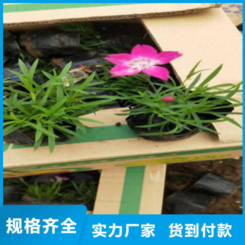 宿根花卉-觀賞草/蒲葦狼尾草品質(zhì)服務(wù)誠信為本