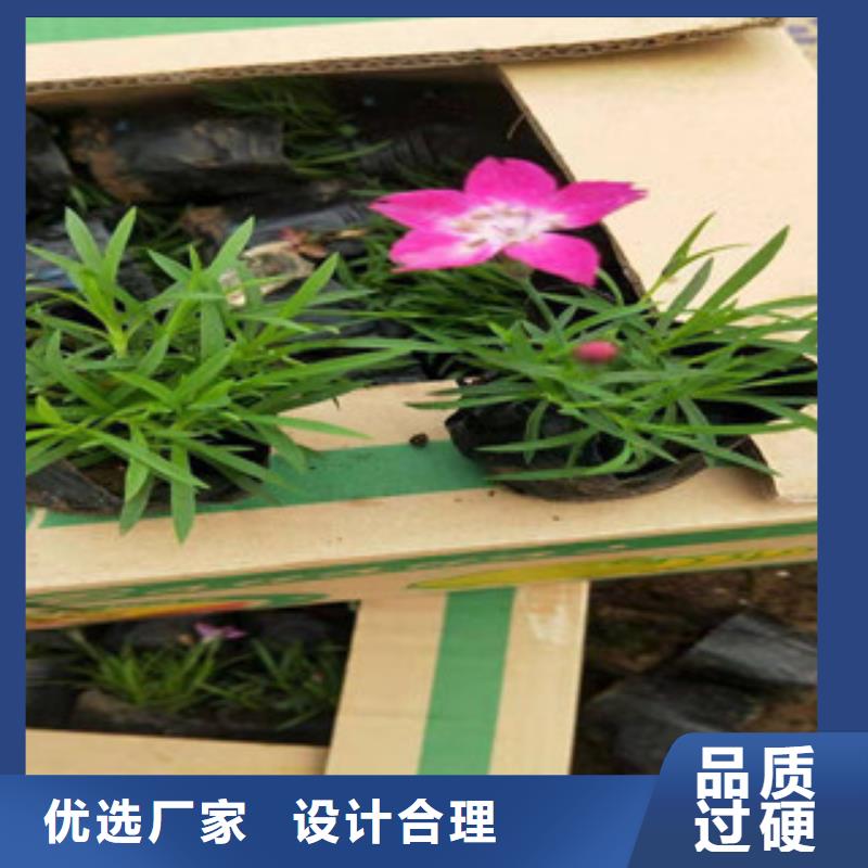 宿根花卉,時令花卉/綠化草花價格現(xiàn)貨直供
