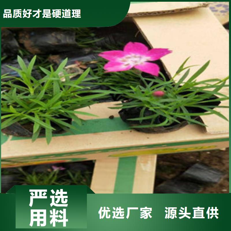 宿根花卉_時令花卉/綠化草花價格用品質(zhì)贏得客戶信賴