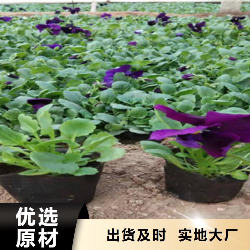 宿根花卉,時令花卉/綠化草花價格現(xiàn)貨直供