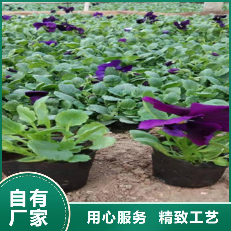 宿根花卉,時令花卉/綠化草花價格現(xiàn)貨直供