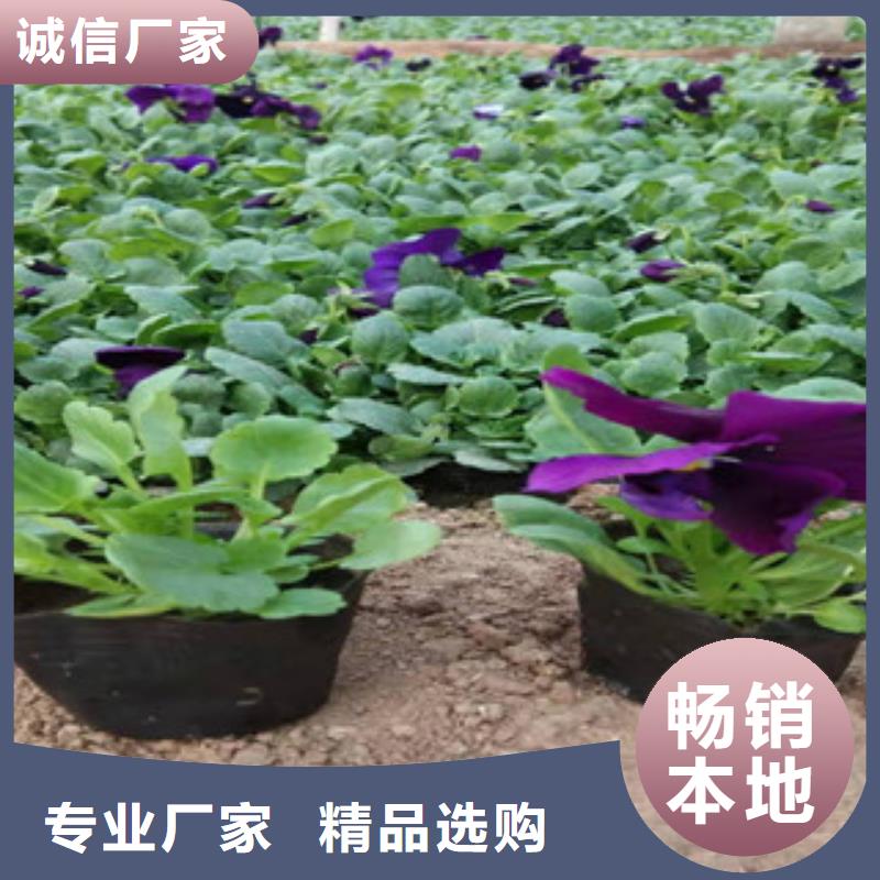 宿根花卉五一國(guó)慶草花批發(fā)實(shí)拍展現(xiàn)