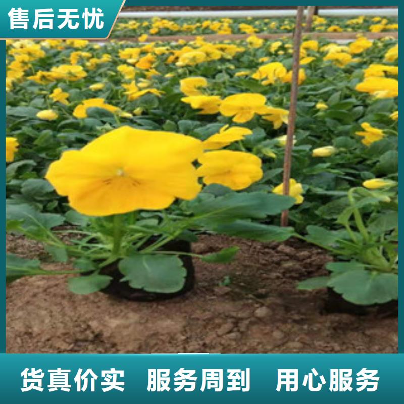 宿根花卉,耐寒耐旱草花基地品質(zhì)之選
