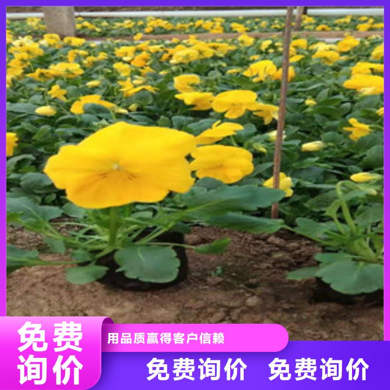 宿根花卉,時令花卉/綠化草花價格現(xiàn)貨直供