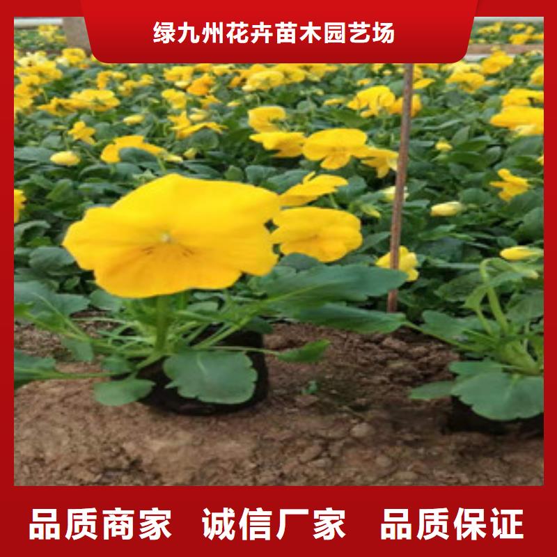 宿根花卉,時令花卉/綠化草花價格現(xiàn)貨直供