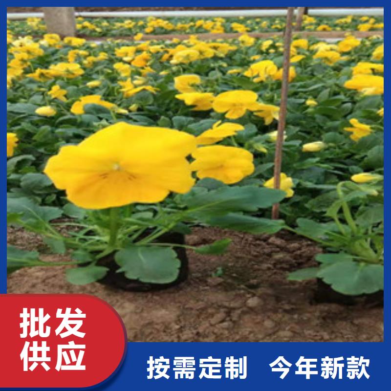 宿根花卉_時令花卉/綠化草花價格用品質(zhì)贏得客戶信賴