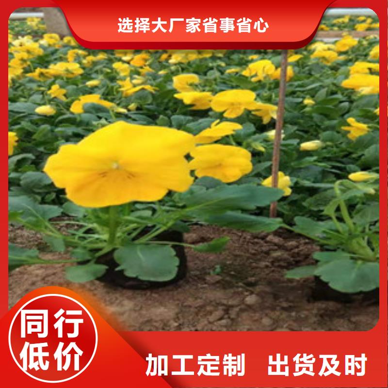 宿根花卉耐寒耐旱草花基地生產(chǎn)安裝