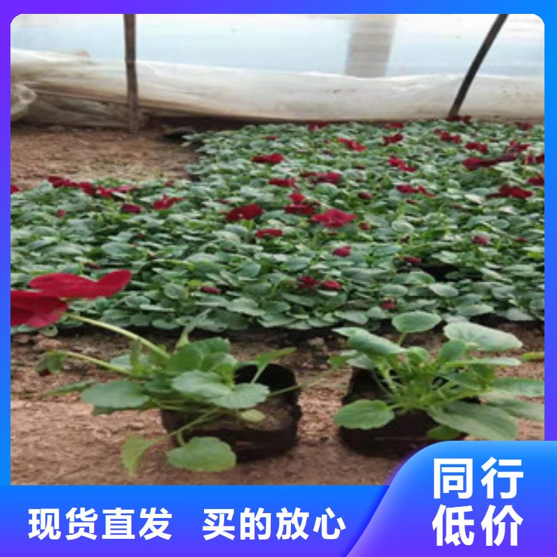 宿根花卉,時令花卉/綠化草花價格現(xiàn)貨直供