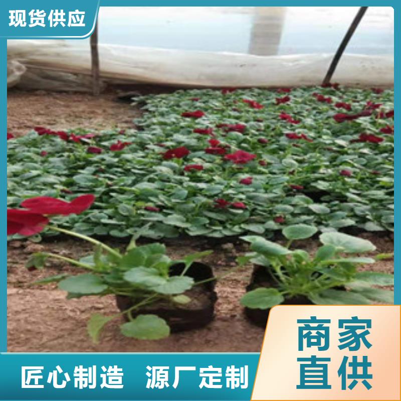 宿根花卉-觀賞草/蒲葦狼尾草品質(zhì)服務(wù)誠信為本