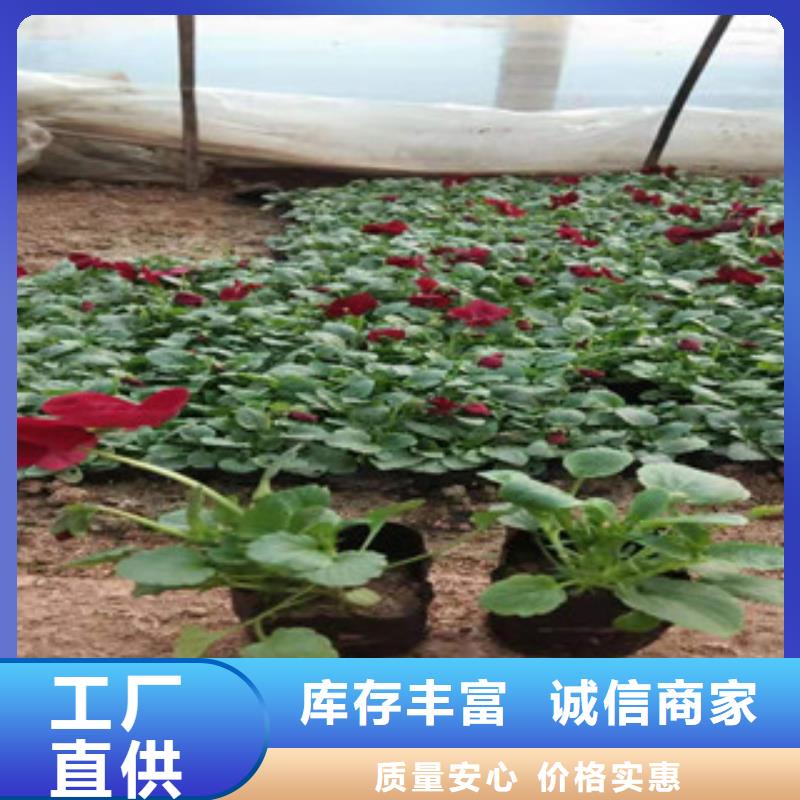 宿根花卉,時令花卉/綠化草花價格現(xiàn)貨直供
