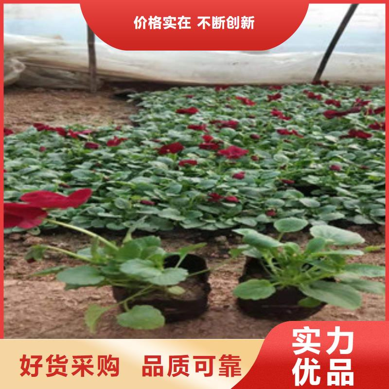 宿根花卉,耐寒耐旱草花基地品質(zhì)之選