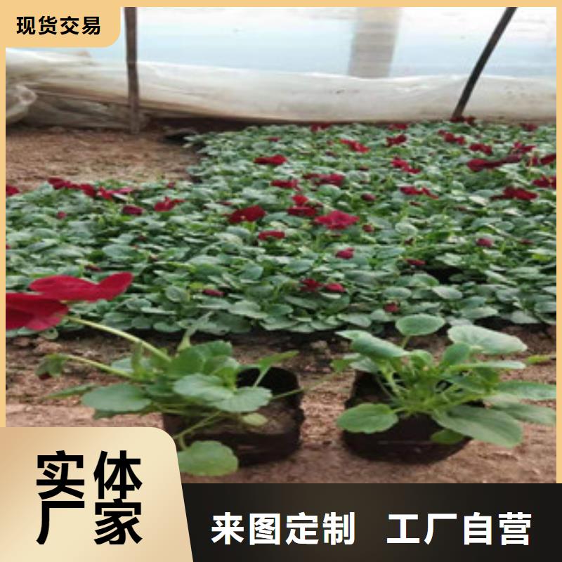 宿根花卉耐寒耐旱草花基地生產(chǎn)安裝