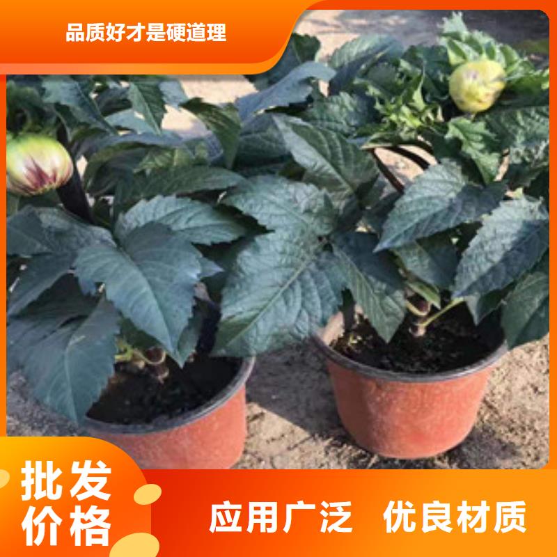 宿根花卉柳葉馬鞭草/薰衣草源廠定制