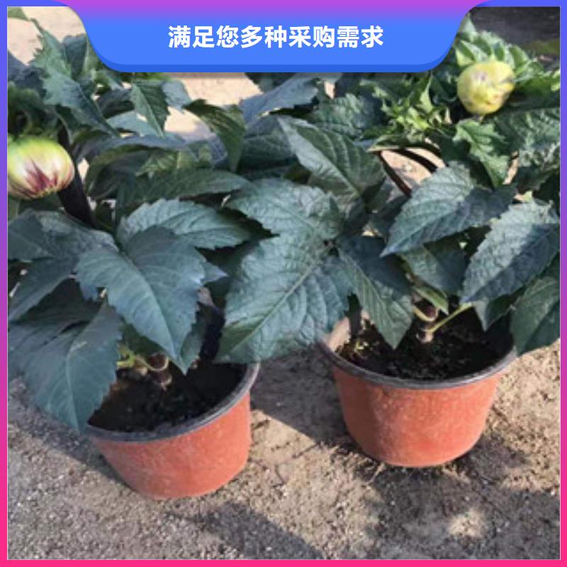 宿根花卉,時令花卉/綠化草花價格現(xiàn)貨直供