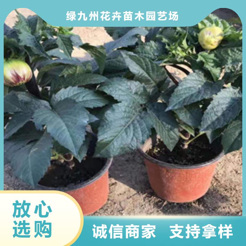 宿根花卉,耐寒耐旱草花基地品質(zhì)之選